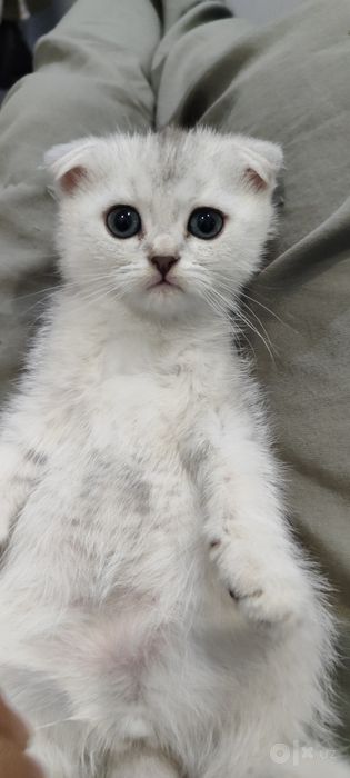 Scottish FOLD сотилади