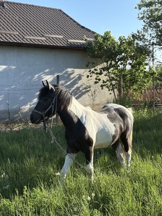 ARMASAR 11 luni Gypsy Vanner