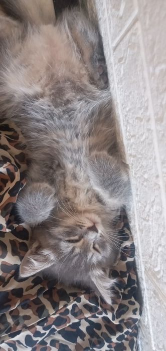 Отдам котёнка бесплатно