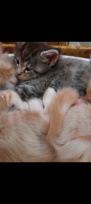 Продам котёнка Мейн-кун