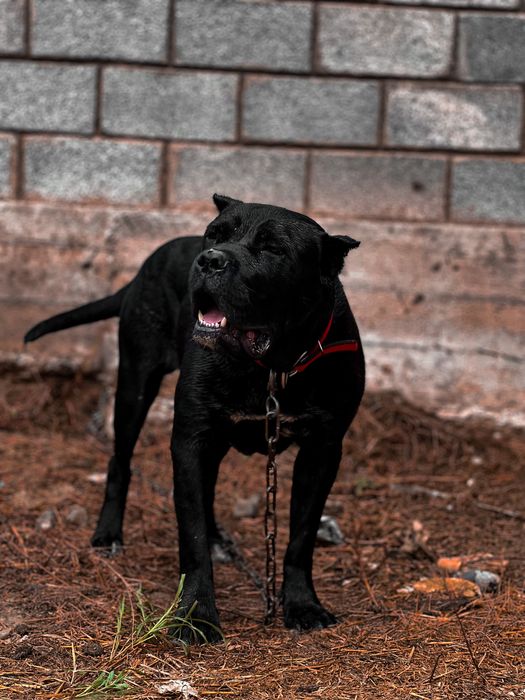 Канне корсо Black