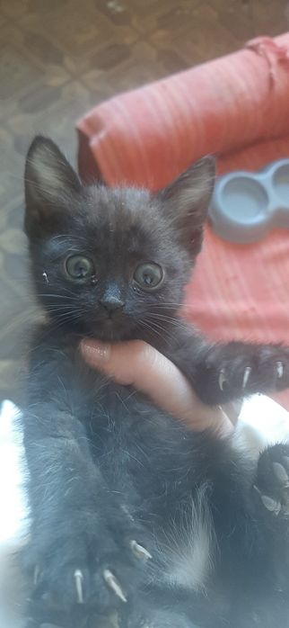 Отдам котенка в добрые руки