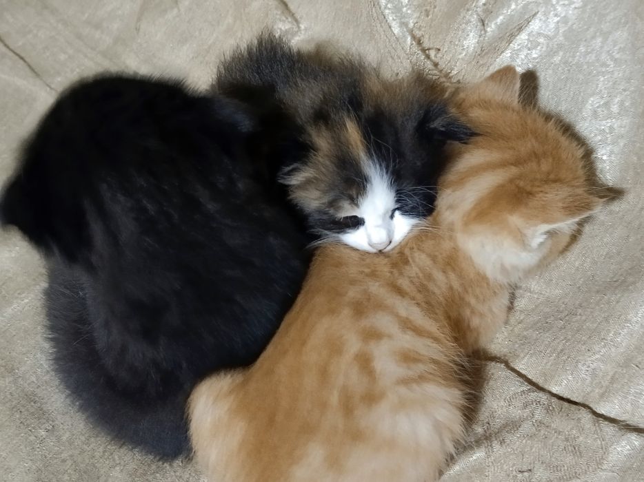 Котята вислоухие отдам в хорошие руки, Mushuk bolalari