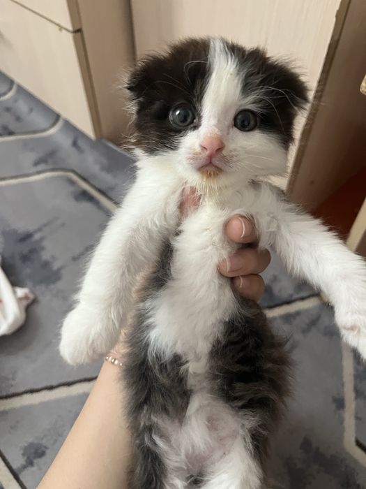Котик, маргау девочка