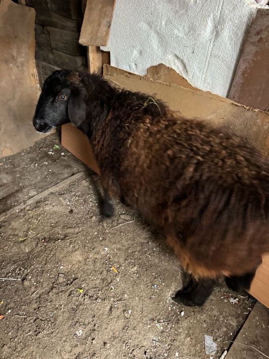 семиз койлар сатылады оптом бар