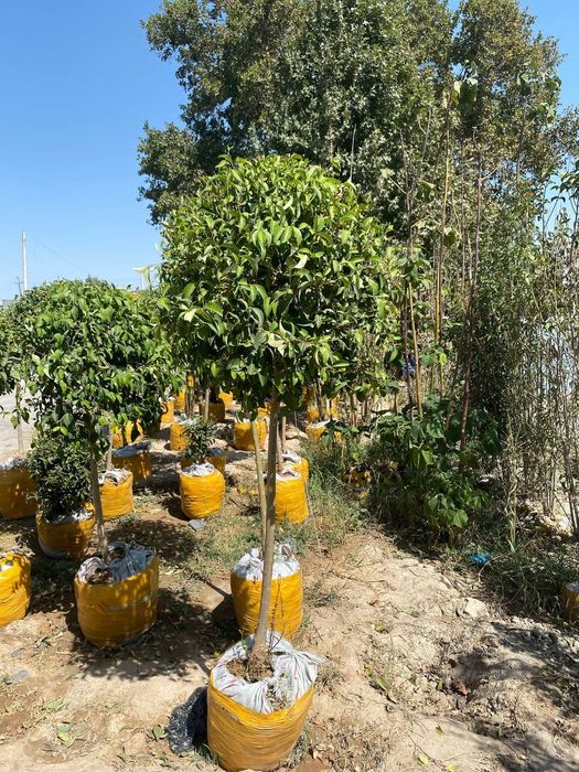 Самарканд тайор газонбор