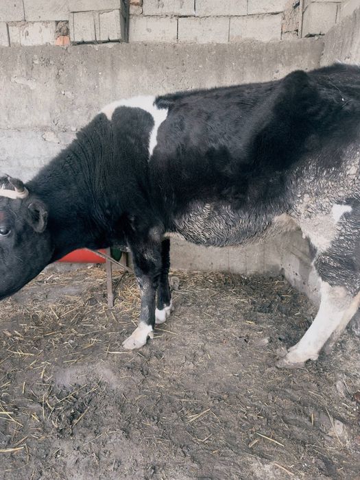 Сигир сотилади ёш икки марта туқан.