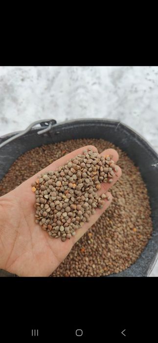 Чечевица красная