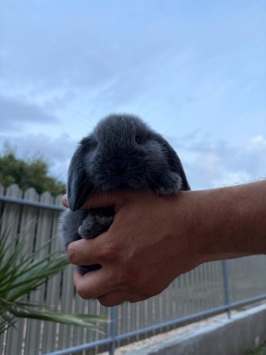 Iepuri pitici de companie mini lop/berbec pitic/holland lop