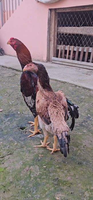 Nems o shamo.  TUXUMI.  tozza privaznoyla