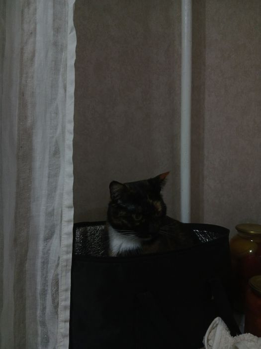 Отдам кошку бесплатно