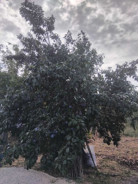 Buna ziua de vanzare prune pt compot si pt tuica  turdanr de telf afiasat 0770300940