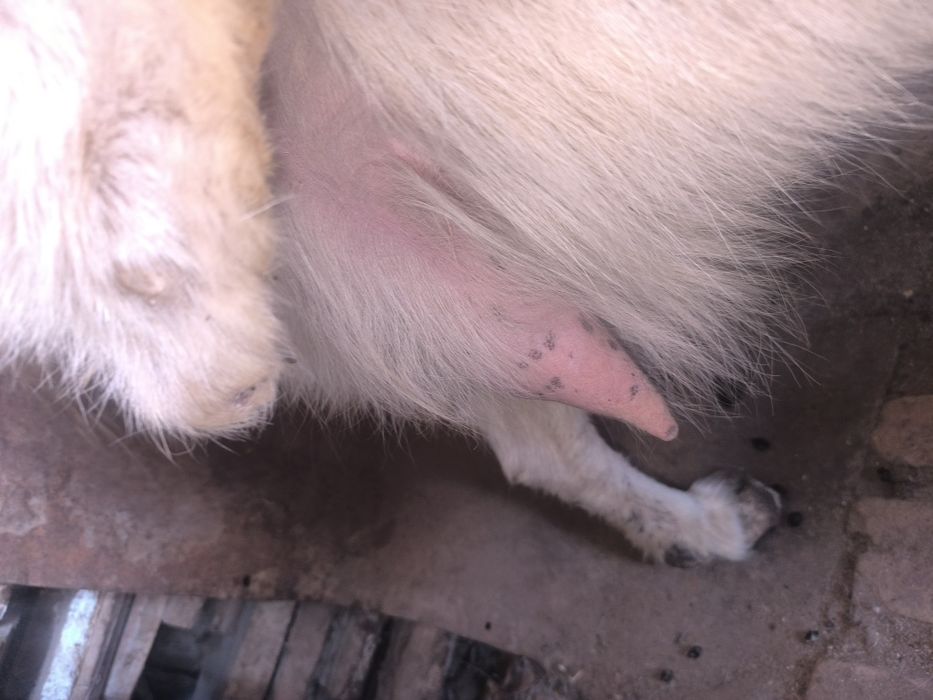 Орыс ешкы сатылады сауын ешкы 4туган