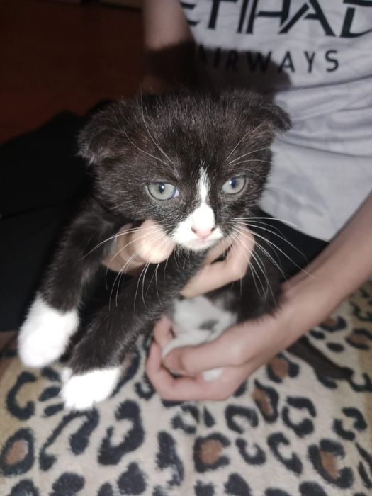 Отдам котят мальчики