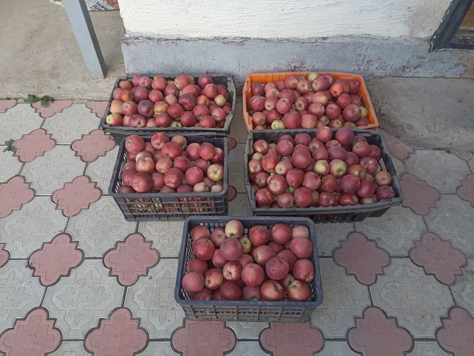 Продам яблоки Американка