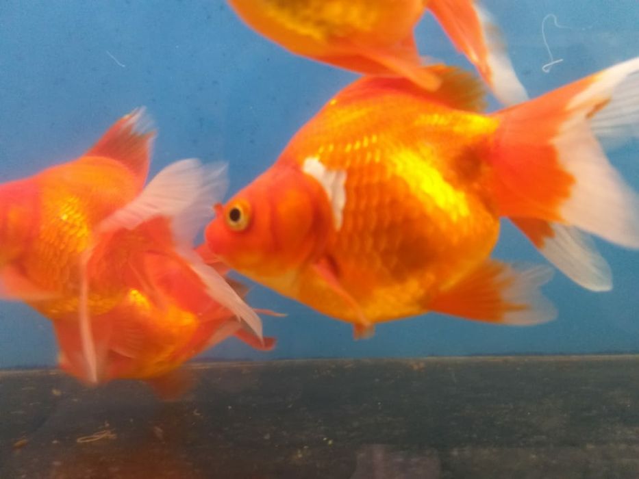 Золотые акквариумные рыбки