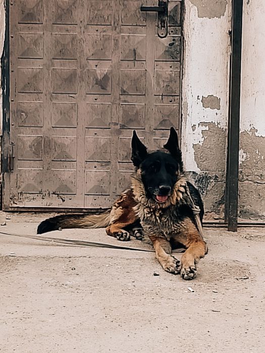 Неміс офчарка, немецкий офчарка