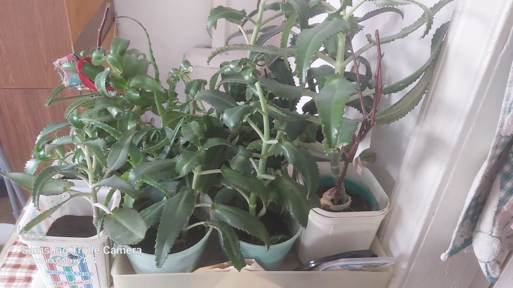 Продам каланхое и алое