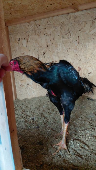 Дакан бойцовый петух