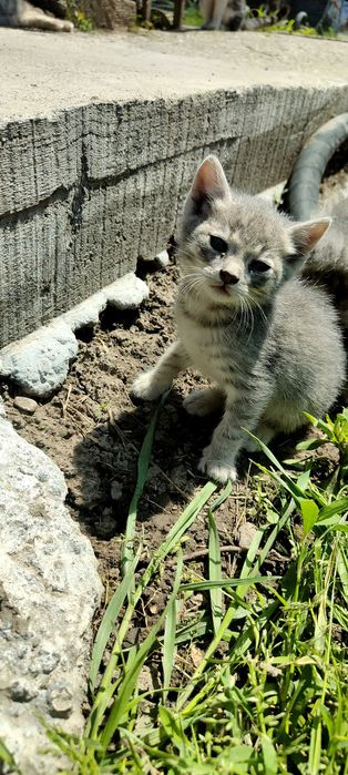Подарявам 6 котенца