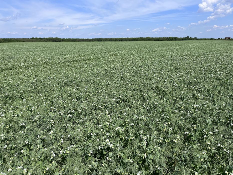 Mazăre de primăvara Audit