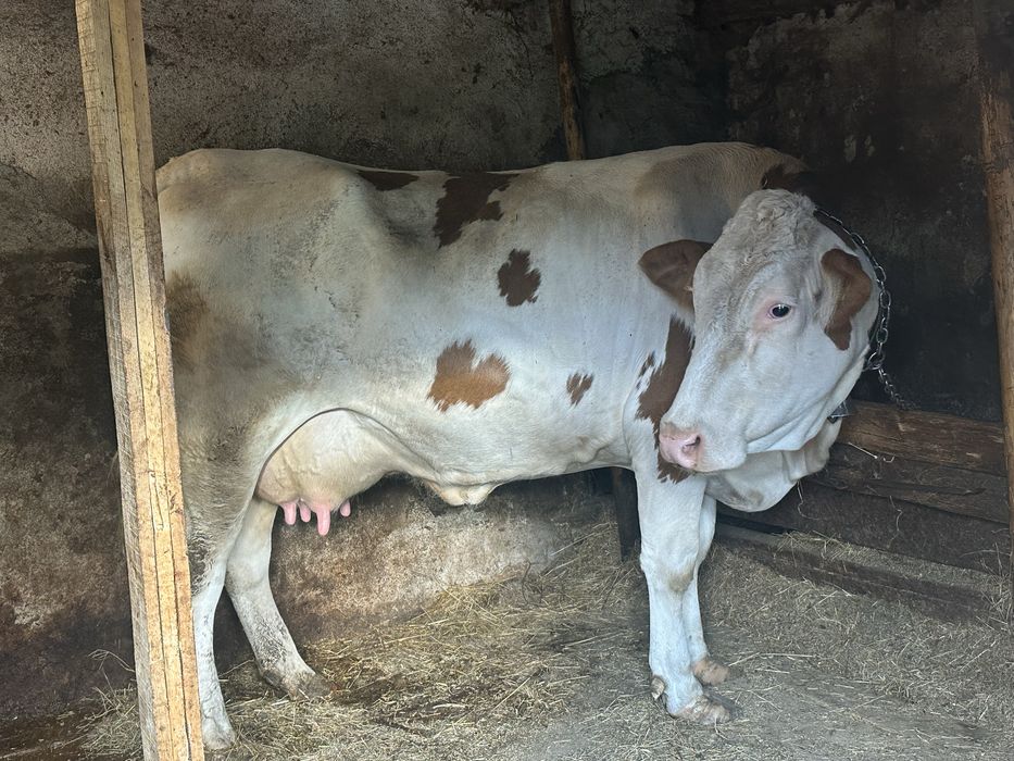 Vaca de vanzare!