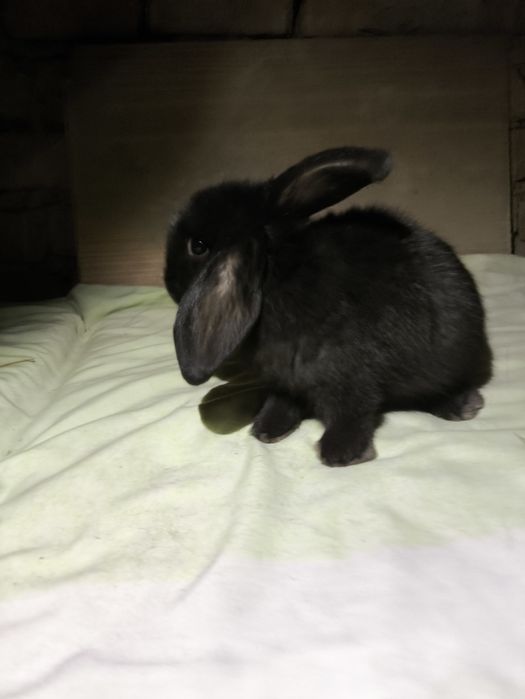 Quyon bolalari karlik