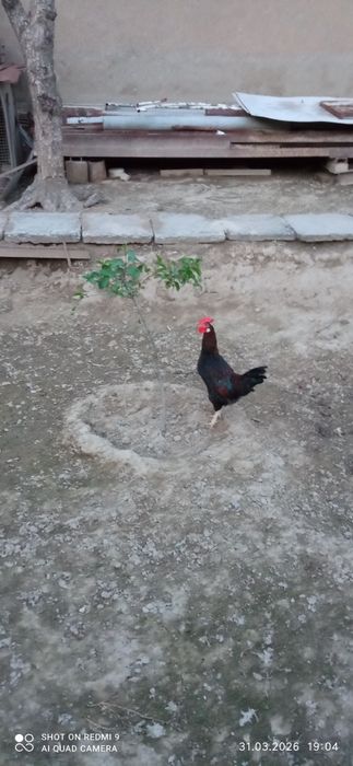 жужа хурозча сотилади