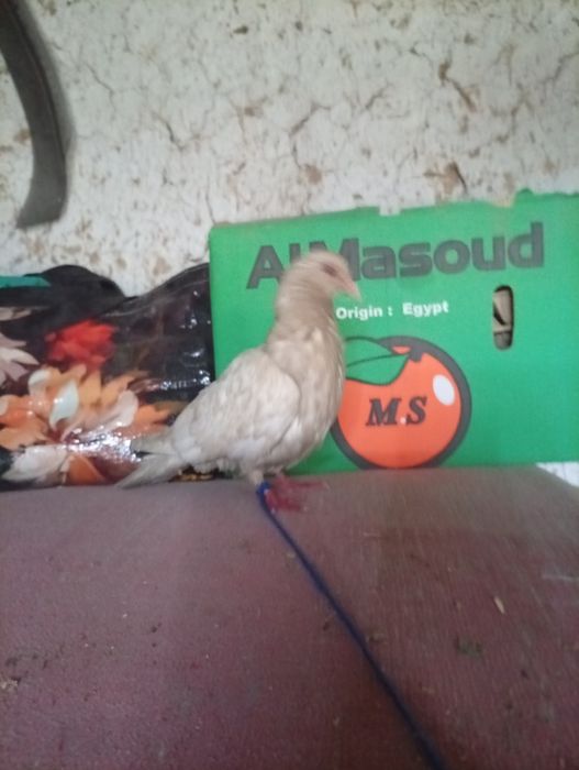 Красивые голубь есть