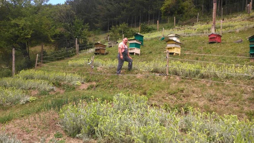 Мурсалски чай от производител