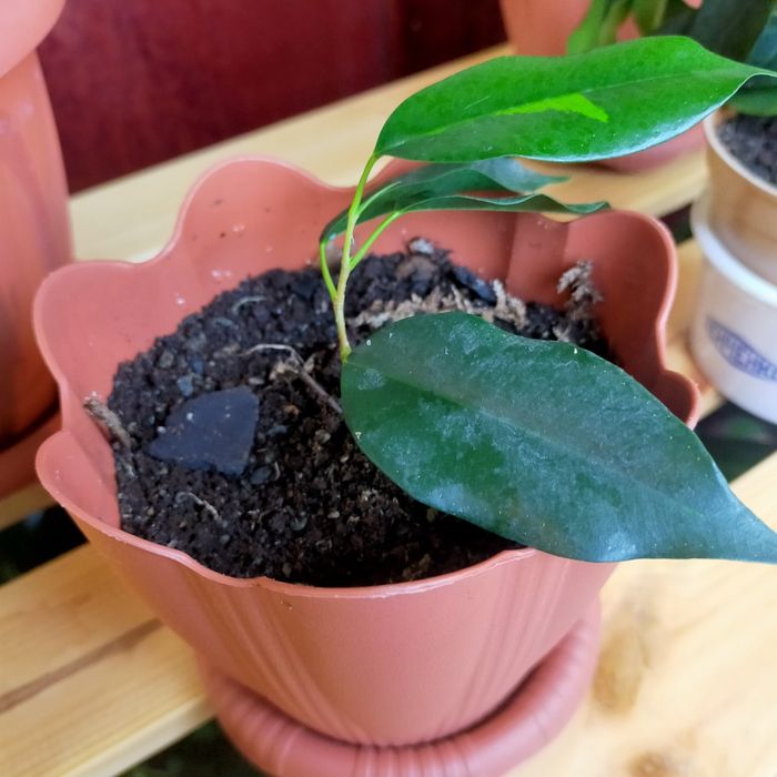 Продам комнатные растения