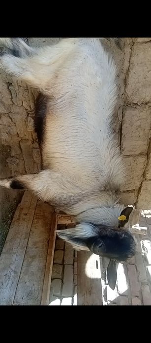 Продается козел крупный