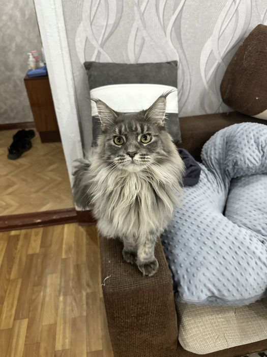 Кошечка Мейн-Кун, Вязка