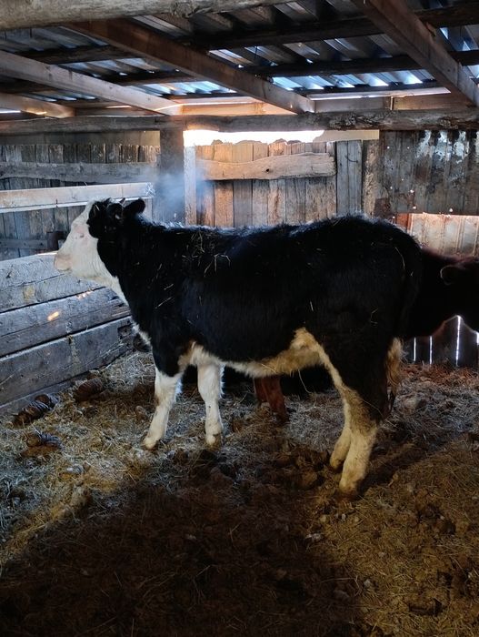 Продам  пять телок