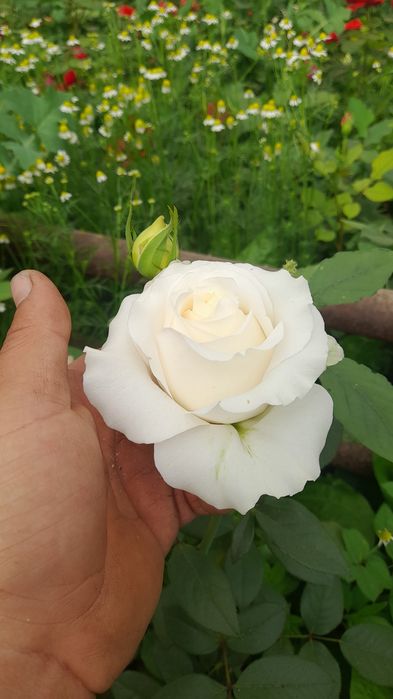 Англиские и Голландские розы