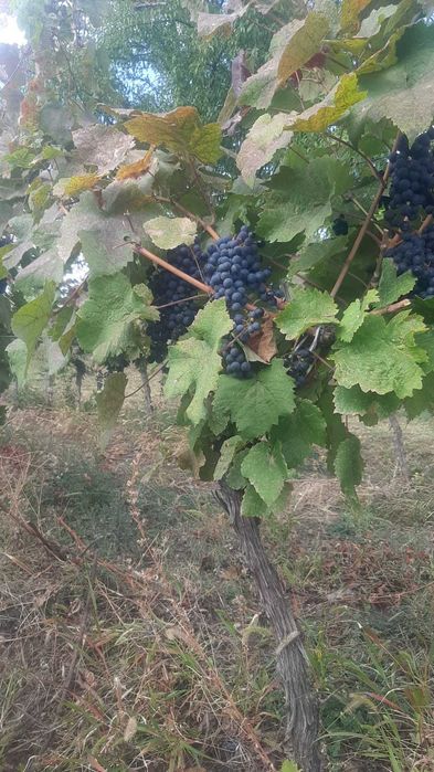 Struguri Merlot si Cabernet Sauvignon de Vânzare