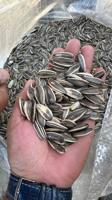 Продам семечки крупные