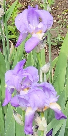 Ирисы садовые, разные
