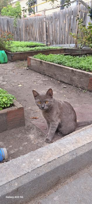 Котенок пришел к нам во двор, девочка