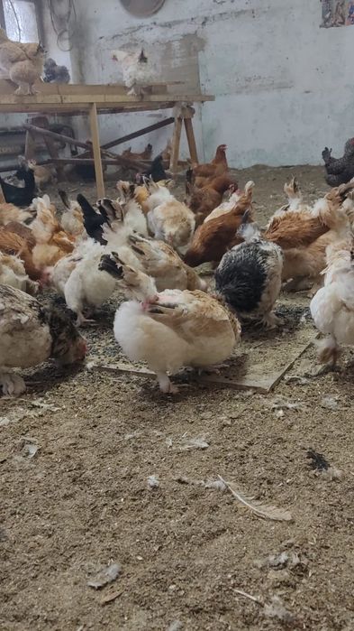 Продам куриц ,возраст 12 месяцев