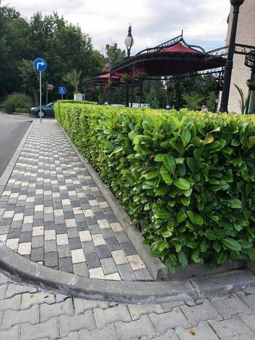 Лавровишна "Новита"