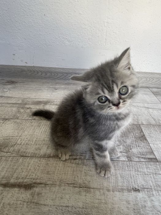 Продается пародистые котята