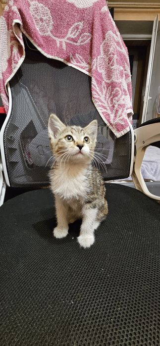 Отдам котёнка даром