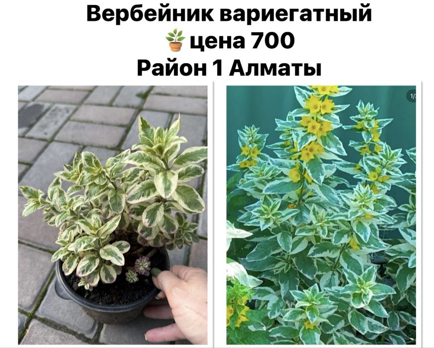 Хоста, садовые цветы