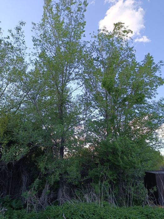 Деревья Бесплатно.