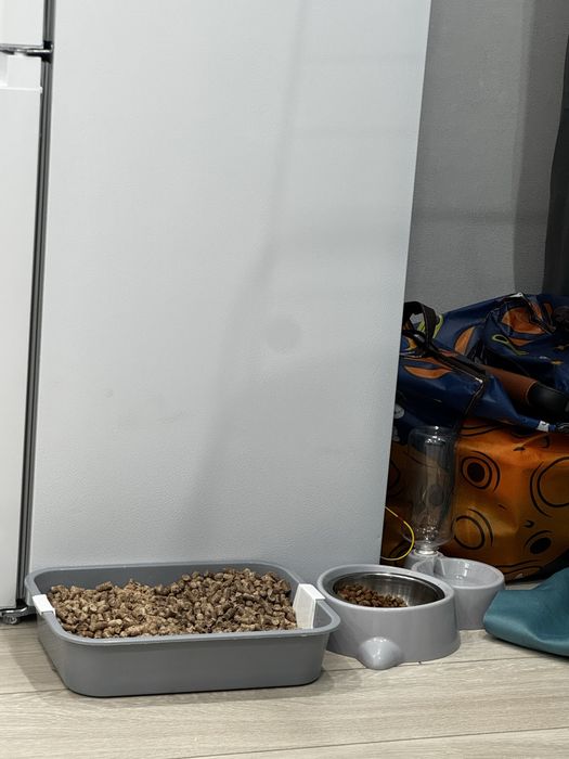 Турецкий Ван котенок