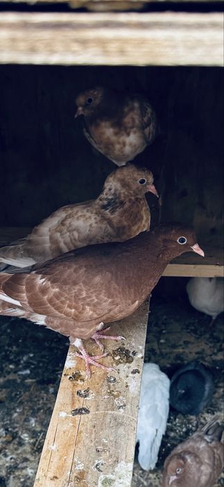 Голуби бакинцы бабочки