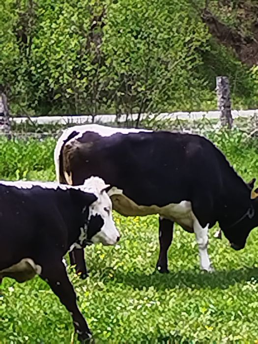 Vacă de vanzare