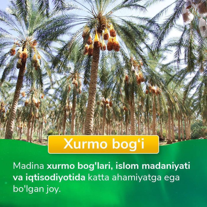 Орзудан амалга – Умра сафари Январь