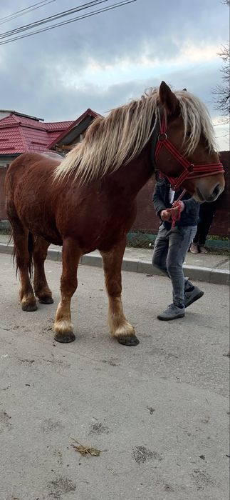 De vanzare manz de 2 ani invatat la utilaje si calarie fff bland